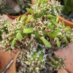 Euphorbia phillipsiae