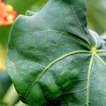 Jatropha podagrica Blad