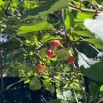 Prunus avium Fruto