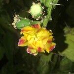 Opuntia elatior Květ