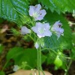 Hydrophyllum appendiculatum Flor