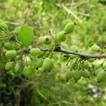 Berberis asiatica Habitus