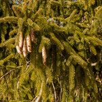 Picea abies Плод