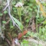 Pterostylis ophioglossa Yaprak