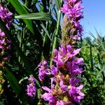 Lythrum salicaria Flower