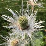 Eryngium spinalba Λουλούδι