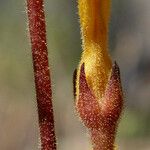 Orobanche fasciculata چھال