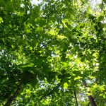 Corylus cornuta ശീലം