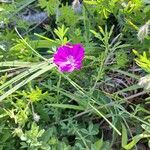 Geranium sanguineumŽiedas