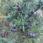 Juniperus communis Fruchs