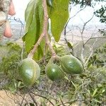 Acropogon jaffrei Fruit