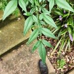 Nandina domestica Leaf