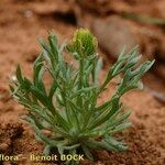 Ranunculus falcatus Хабит