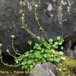 Cochlearia pyrenaica Hábito