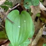 Maianthemum canadense Hoja