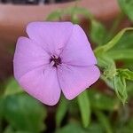 Eudianthe coeli-rosa Flower