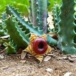 Huernia zebrina Λουλούδι