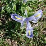 Iris planifoliaŽiedas