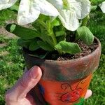 Petunia x atkinsiana പുഷ്പം