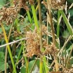 Juncus effusus Celota