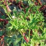 Pelargonium ternatum Hoja