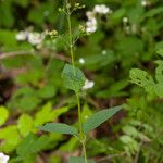 Scrophularia nodosaFlower