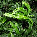 Adiantum hispidulum Habit