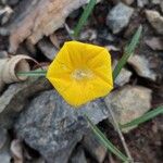 Xenostegia tridentata Fleur