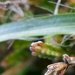 Luzula campestris Leaf