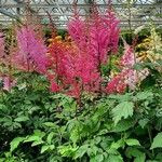 Astilbe rubra অভ্যাস