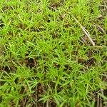 Tagetes filifolia Blatt