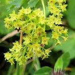 Alchemilla glabra Kwiat