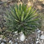 Agave filifera Habitatea