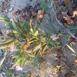 Silene ramosissima फूल