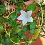 Campanula isophylla Fula