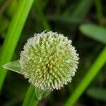 Cyperus obtusatus Fruit