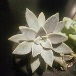 Graptopetalum paraguayense Foglia