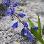 Polygala amara फूल