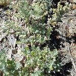 Artemisia magellanica Vekstform