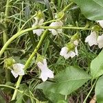 Campanula vidalii Flower