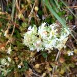 Reseda phyteuma Fiore