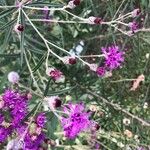 Vernonia baldwinii ফুল