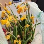 Narcissus jonquilla Цветок