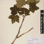 Acer caudatum Други