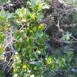 Quercus coccifera Blad