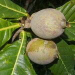 Genipa americana Fruit