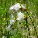Eriophorum latifolium Květ