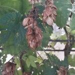 Humulus lupulus 果