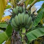 Musa acuminata Fruit