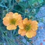 Geum coccineum Kvet